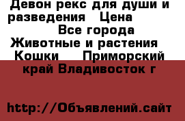 Девон рекс для души и разведения › Цена ­ 20 000 - Все города Животные и растения » Кошки   . Приморский край,Владивосток г.